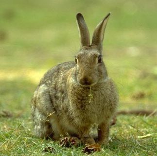 Coelhos-bravos encontrados mortos em São Miguel devem ser enterrados ou dado conhecimento aos Serviços Florestais