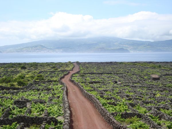 Vinho e turismo vinícola do Pico promovidos na China