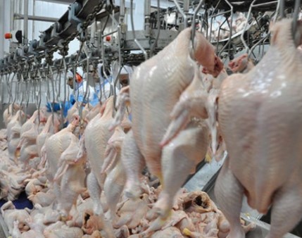 UE proíbe exportações de carne, principalmente aves, de 20 fábricas brasileiras